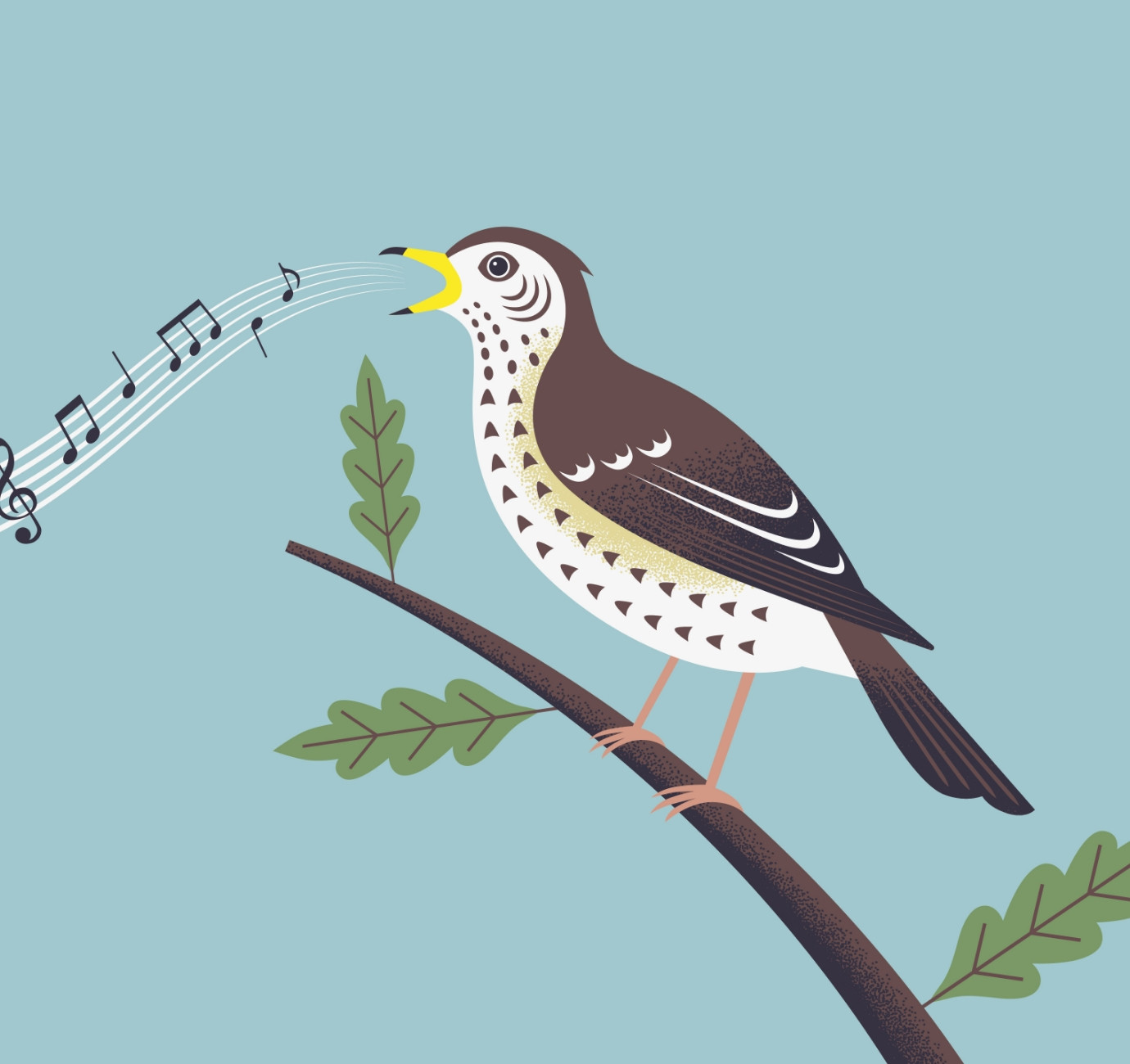 Lincs County Council bird spotting illustration by Root Studio
